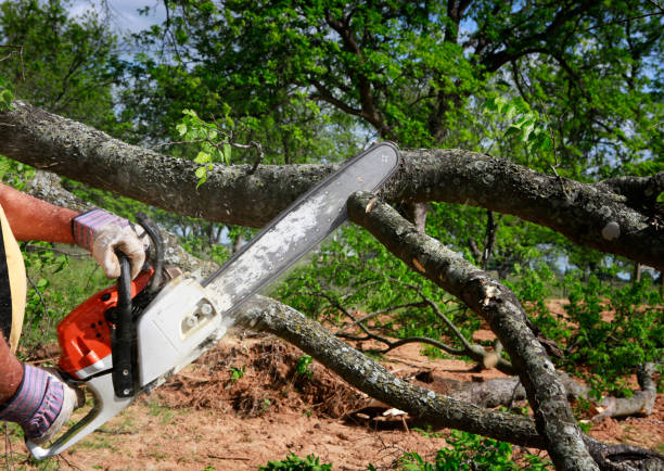 Best Affordable Tree Service  in Santa Venetia, CA